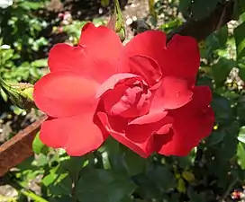 'Crimson Descant', 1972