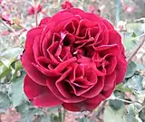 'Francis Dubreuil' (1894)