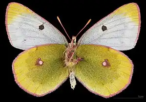 Colias phicomone, female