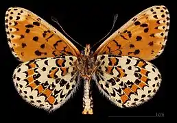 Melitaea trivia ♂   △