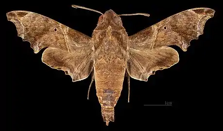 Enyo lugubris delanoi ♂