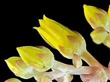 subg. Dudleya — The flowers of Dudleya caespitosa