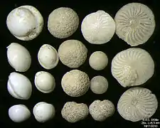 Foraminifera of Pag Island, Adriatic Sea -60 m, field width 5.5&nbsp;mm