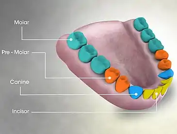 Arrangement of incisors in an adult human.