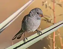 Plain gray bird with a pinkish bill perched on a spiky plant leaf
