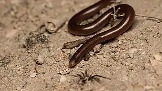 Along edges of coastal shrub land at Thompson Beach SA, ~50&nbsp;km north of Adelaide.