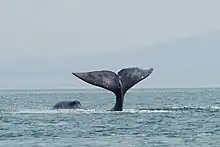 Cavorting whale in northwestern part of Sea of Okhotsk