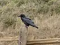 A raven stands on a fence post along the Tennessee Valley trail.