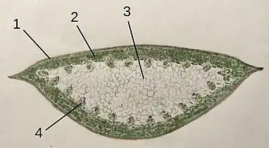 Diagram of leaf: 1&nbsp;Cuticle,&nbsp;2&nbsp;Chloroplast parenchym,&nbsp;3&nbsp;Inner tissue,&nbsp; 4&nbsp;Vascular bundles