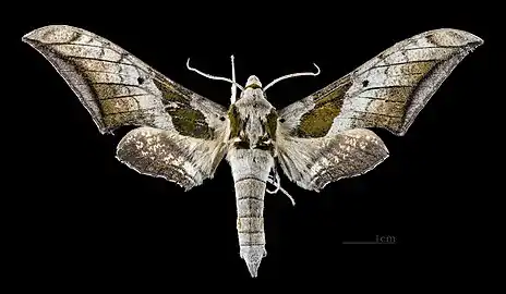 Ambulyx japonica japonica dorsal view