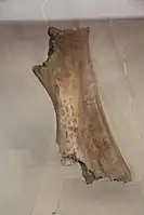 Ox scapula at Yinxu containing Shang script.