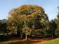 Autumnal Tree in the park.