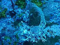 A basket star, located in an area known as "Star Wall", near Maori Bay, New Zealand at a depth of approximately 28&nbsp;m.