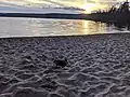 Duck on the beach at Lac Saint-Bernard at sunset