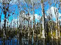 A stand of white cypress trees growing out of the water