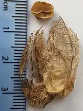 Dissected fruit of Physochlaina physaloides with detached operculum