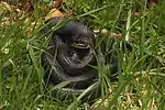 Black rat snake (Pantherophis obsoletus)