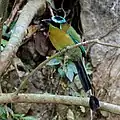 Lesson's motmot (Momotus lessonii), Chiapas, Mex. (2016).
