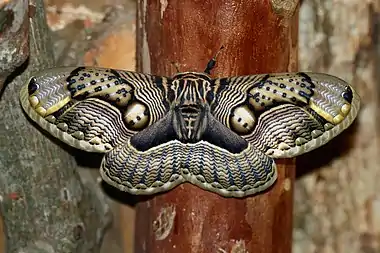 Image 7Brahmaea wallichiiPhotograph: Arthur Chapman; edit: Papa Lima Whiskey and Ryan KaldariBrahmaea wallichii, also known as the owl moth, is a moth from the family Brahmaeidae. With a wingspan of about 90–160&nbsp;mm (3.5–6.3&nbsp;in), it is one of the largest species of Brahmin moth. This nocturnal species is found in India, Bhutan, Myanmar, China, Taiwan and Japan.More selected pictures