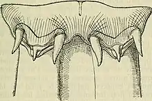 The head of a flatworm folded inwards in the middle. Each side has three thick, pointed bristles under the top.