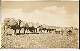 A camel train in the desert, with each of the camels loaded with two bales of wool from Arrabura Station, 1931.