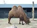 :A&nbsp;Bactrian camel