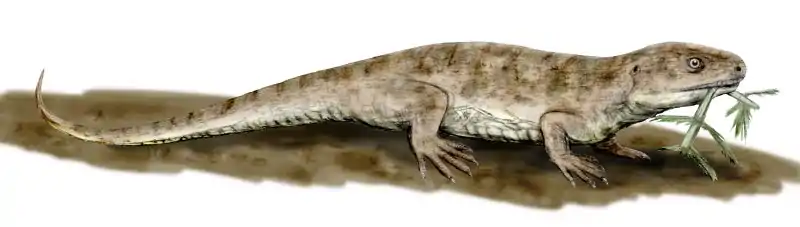 Restoration of Captorhinus from Oklahoma and Texas