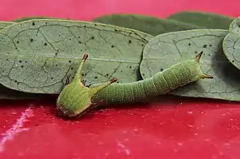 Caterpillar
