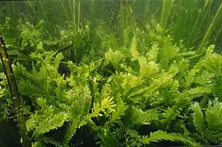 Killer algae are single-celled organisms, but look like ferns and grow stalks up to 80&nbsp;cm long.