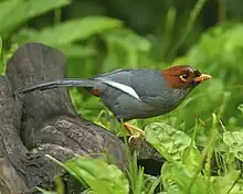 greyish bird with reddish brown head eating grub