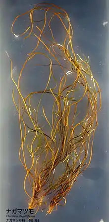 Chordaria flagelliformis