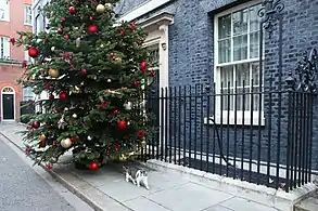 Larry, Chief Mouser to the Cabinet Office walking past the tree