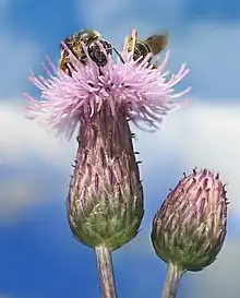 Two bees on a creeping thistle Cirsium arvense