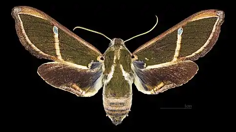 Cizara ardeniae  ♀