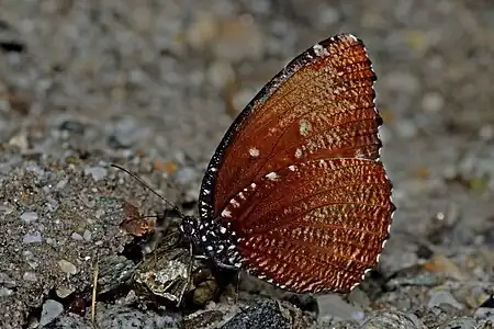 Ventral view