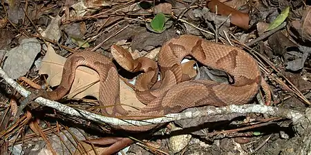 Copperhead (Agkistrodon contortrix) in Liberty County