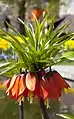 Fritillaria imperialis in botanic garden, Germany