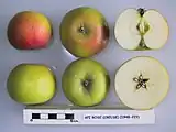 Cross section of the Api Gros apple cultivar