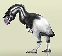 Dromornis stirtoni was the largest fowl, weighing up to 650 kg (1,430 lb).
