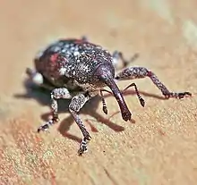 Eastern pine weevil (Pissodes nemorensis) anterior view