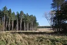 Open breckland meets dense forest