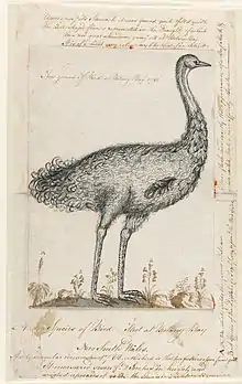 Drawing of an emu