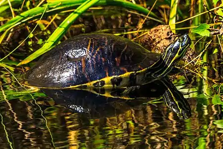 Peninsula cooter (Pseudemys peninsularis), Miami-Dade Co., Florida (12 Jan. 2014)