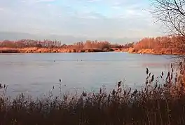 A lake surrounded by reeds