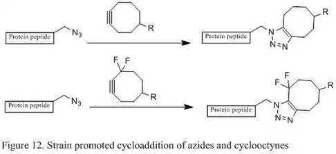 Figure 12. Strain promoted cycloaddition of azides and cyclooctynes.jpg