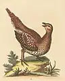 Plate 117: "The Long-tailed Grous from Hudson's-Bay" now the sharp-tailed grouse (Tympanuchus phasianellus)