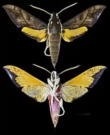 Gnathothlibus brendelli