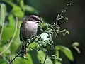 Female with the feed for juveniles at 8,000&nbsp;ft. in Kullu - Manali District of Himachal Pradesh, India
