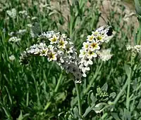 Variety  obovatum has flowers 5–10&nbsp;mm wide, with yellow or slightly purple-tinged throats (Moapa Valley, Nevada)