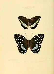 L. satrapes